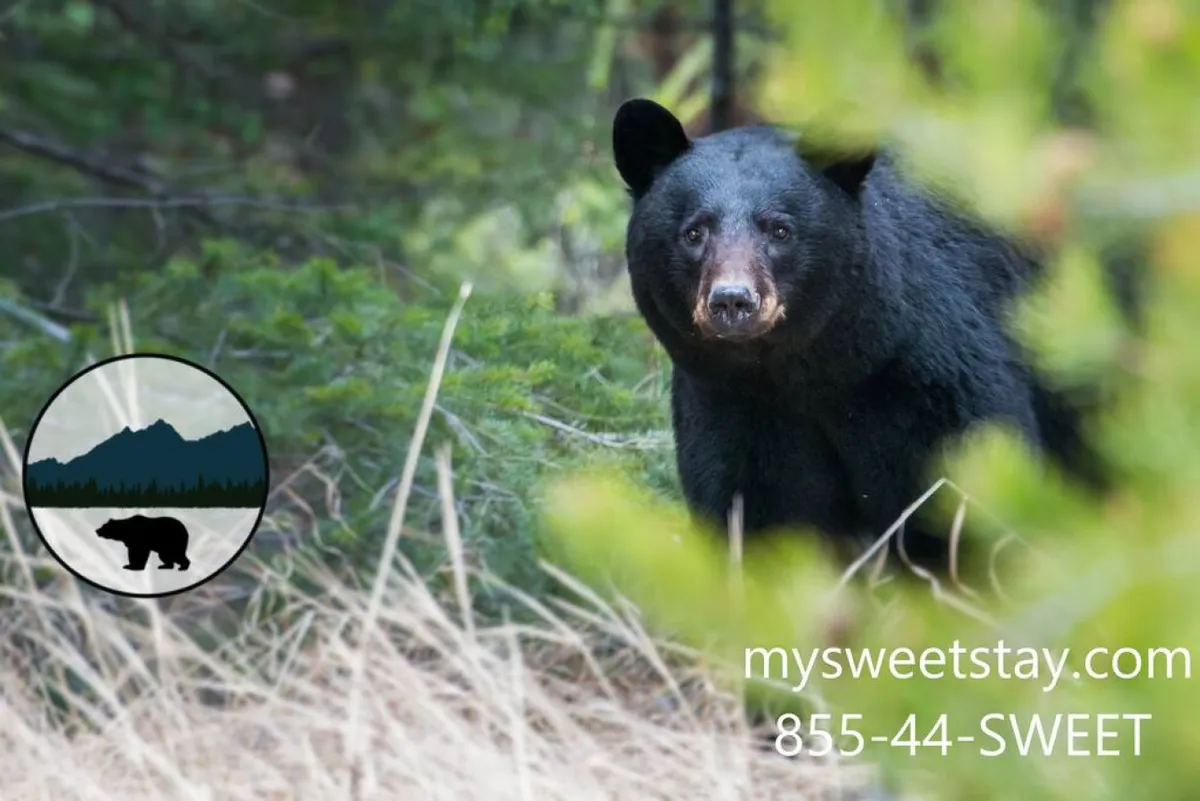A striking exterior shot capturing a black bear amidst lush greenery in the natural landscape surrounding Pigeon Forge. The image evokes the adventurous and scenic aspects of the area, suggesting opportunities for wildlife observation and immersive nature experiences.